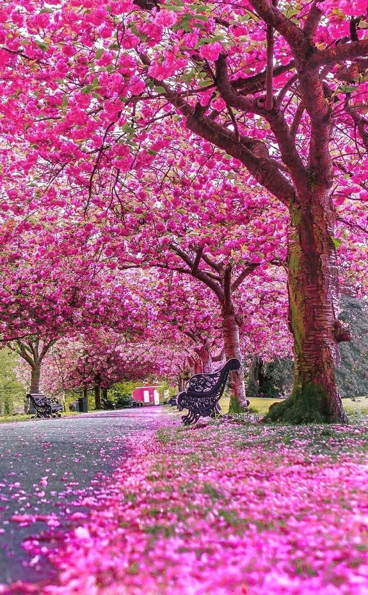 Secret Garden's Ephemeral Embrace